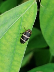 Sphenorhina