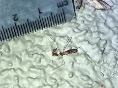 Stenolemoides arizonensis