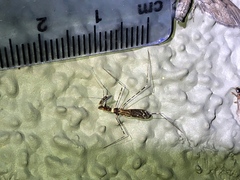 Stenolemoides arizonensis