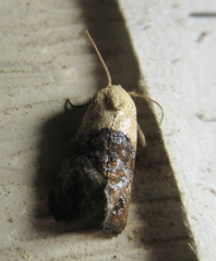Eugnosta erigeronana