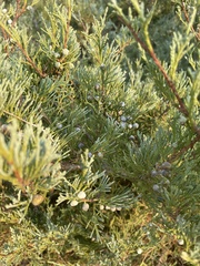 Juniperus scopulorum