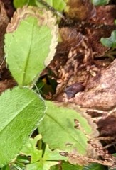 Phytomyza crassiseta