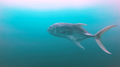 Caranx caninus