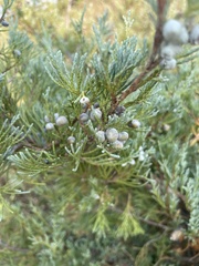 Juniperus scopulorum
