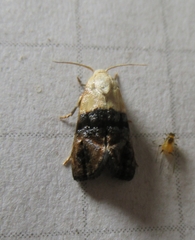 Eugnosta erigeronana