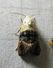 Eugnosta erigeronana