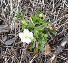 Potentilla alba