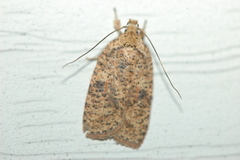 Agonopterix thelmae