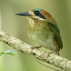 Tody Motmot photo 3