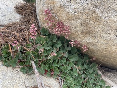 Heuchera parishii