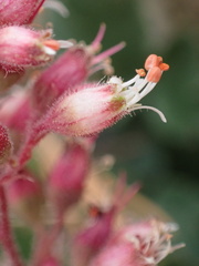 Heuchera parishii