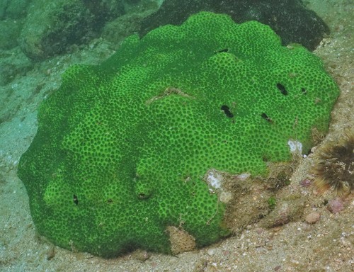 Plesiastrea peroni Milne Edwards & Haime, 1857