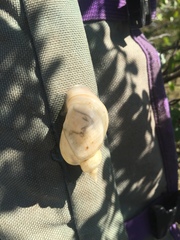 Ladislavella atkaensis