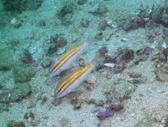 Parupeneus biaculeatus