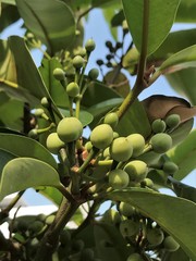 Calophyllum soulattri