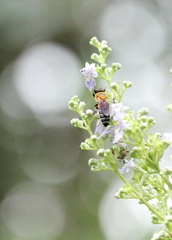 Megachile umbripennis