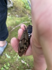 Graptopsaltria nigrofuscata