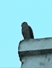 Accipitridae