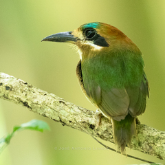 Tody Motmot photo 4
