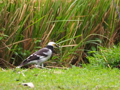 Gracupica nigricollis