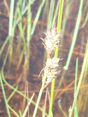 Carex buxbaumii