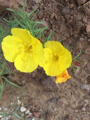Oenothera berlandieri