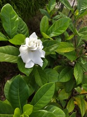 Tabernaemontana corymbosa