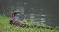 Varanus salvator macromaculatus