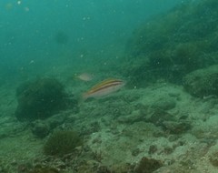 Parupeneus biaculeatus