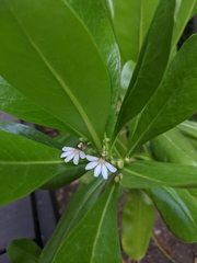 Scaevola taccada