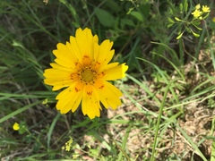 Coreopsis nuecensis