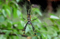 Trichonephila senegalensis