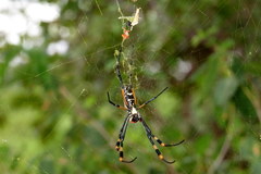 Trichonephila senegalensis