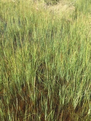 Carex buxbaumii