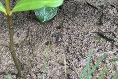 Episesarma chentongense