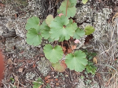 Heuchera parvifolia