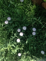 Convolvulus arvensis