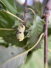 Callirhytis glandulus