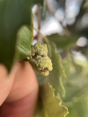 Callirhytis glandulus