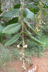 Ozoroa