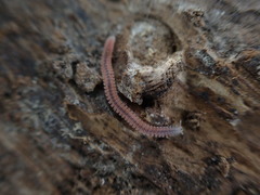 Gosodesmus claremontus