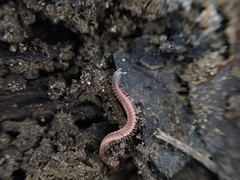 Gosodesmus claremontus