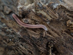 Gosodesmus claremontus