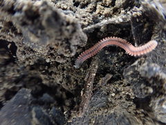 Gosodesmus claremontus