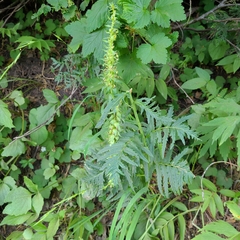 Pedicularis bracteosa