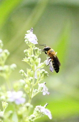 Megachile umbripennis