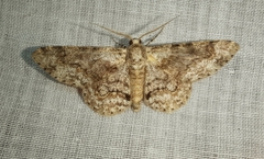 Ascotis