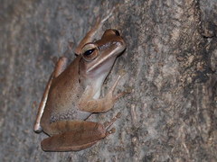 Polypedates megacephalus