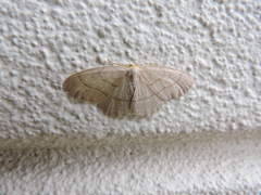 Lambdina pellucidaria