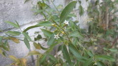 Vallesia glabra